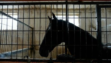 Photo de Les Crins de Liberté, un refuge pour redonner espoir aux chevaux cabossés