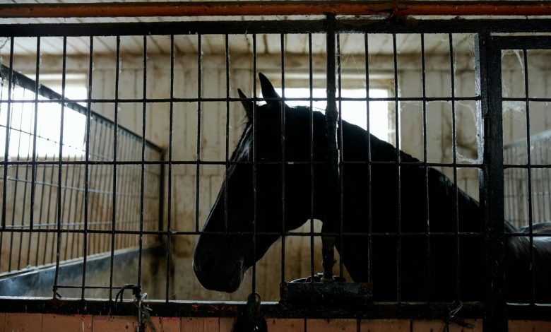 chevaux maltraites ou en souffrance