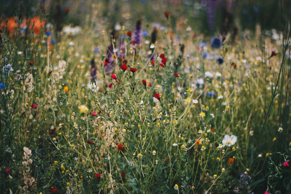 fleurs et flore sauvages pour la biodiversite