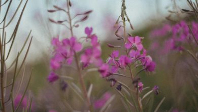 Photo de Le « jardin punk », ou quand Eric Lenoir révolutionne le jardinage