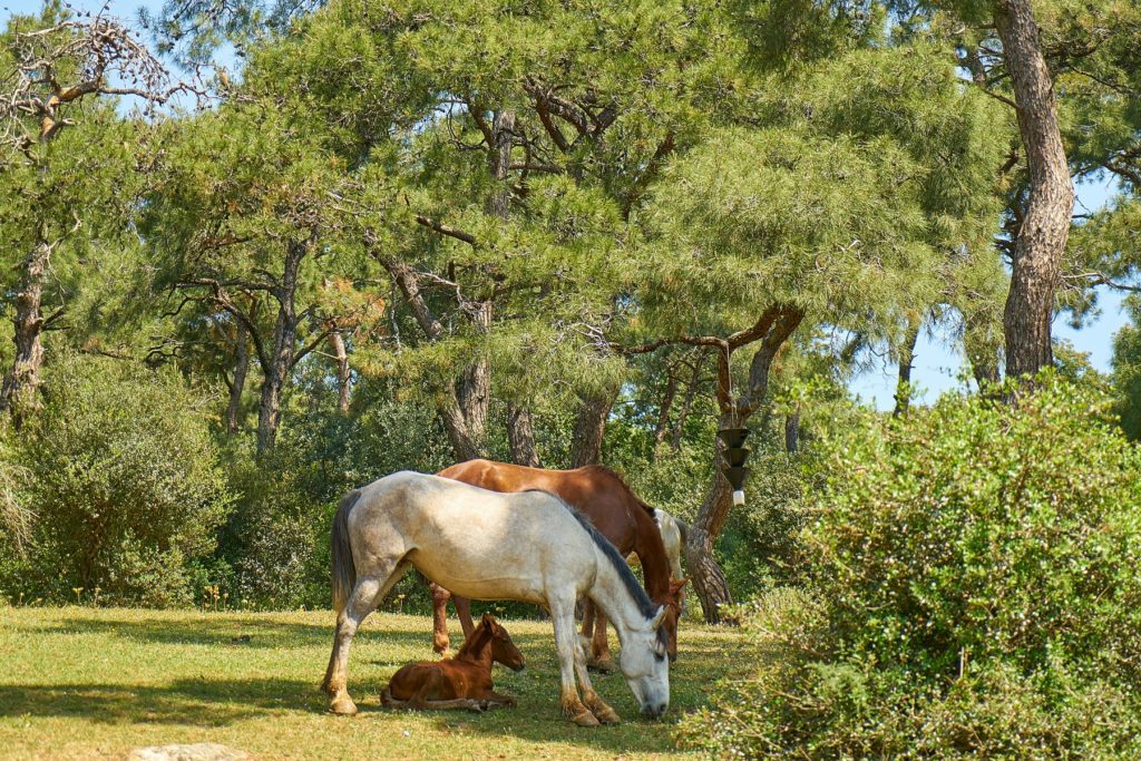 acheter un cheval