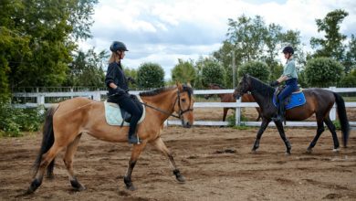 Photo de Avoir son propre cheval : zoom sur une estimation des coûts