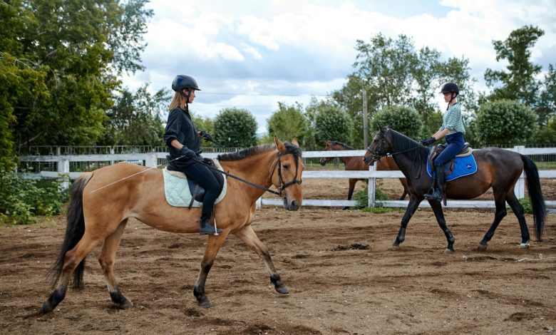 avoir un cheval et faire de l equitation