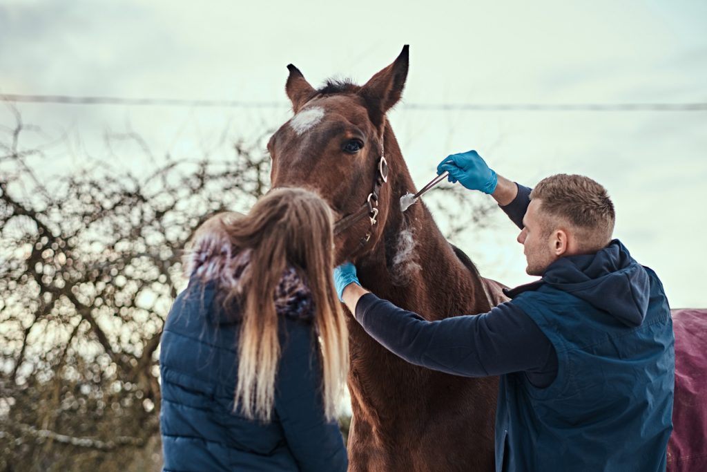 veterinaire cheval et soins du cheval