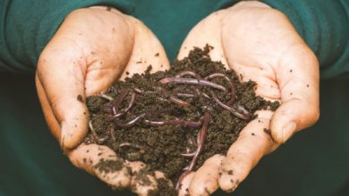 Photo de Compost : les déchets à privilégier pour son jardin